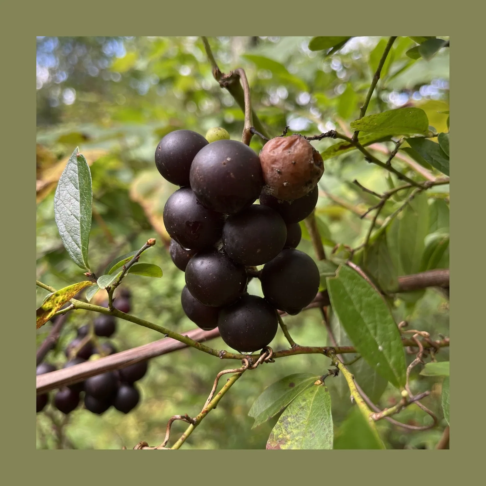 Uva Isabella — Libra