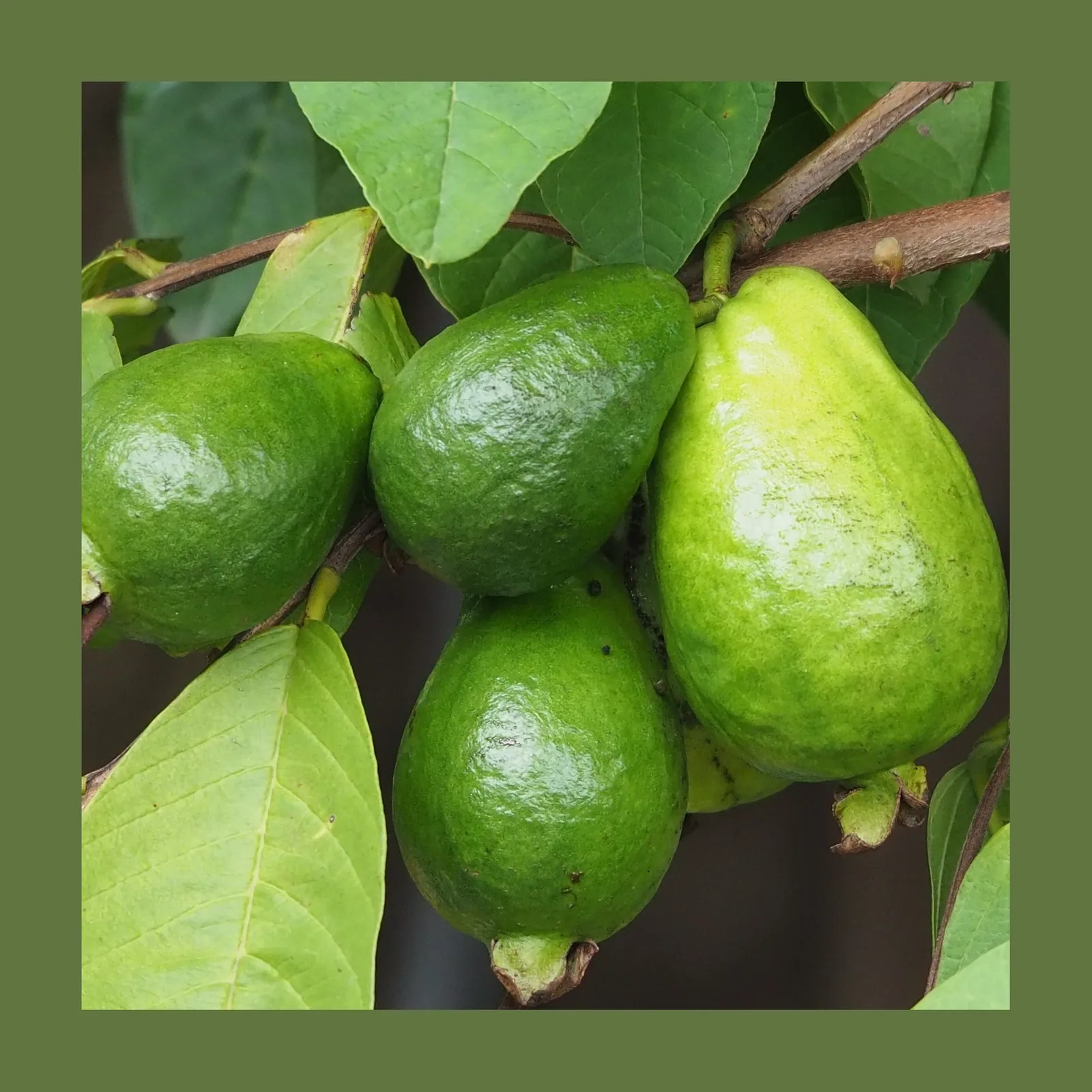 Guayaba — Kilo